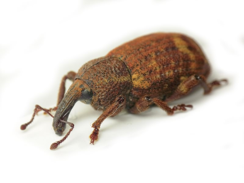 Plinthus tischeri Germar, 1824